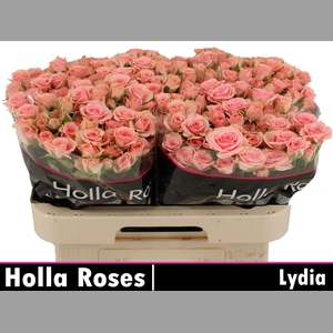 R TR LYDIA