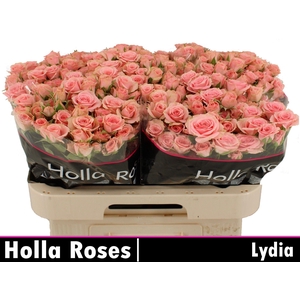 R TR LYDIA