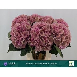 Hydrangea elbtal classic