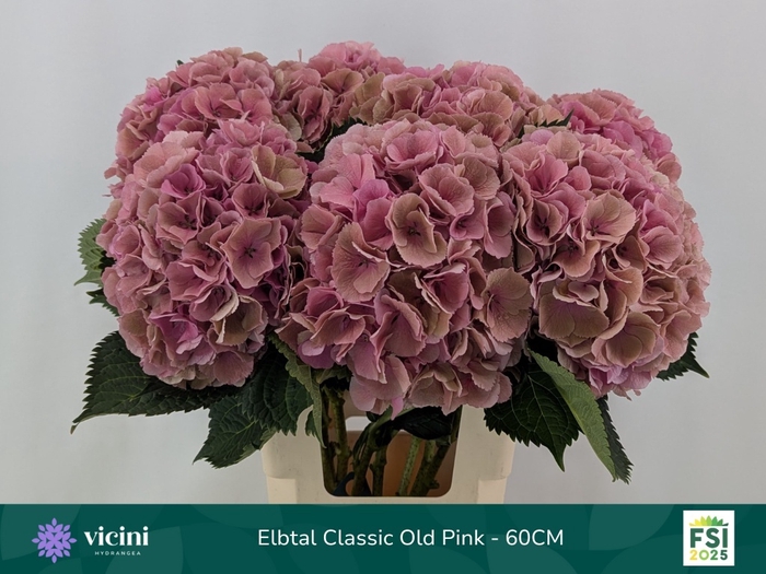 <h4>Hydrangea elbtal classic</h4>