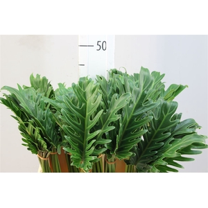 Philodendron Xanadu 45