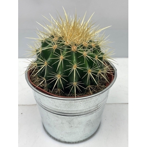 ECHINOC GRUSONII