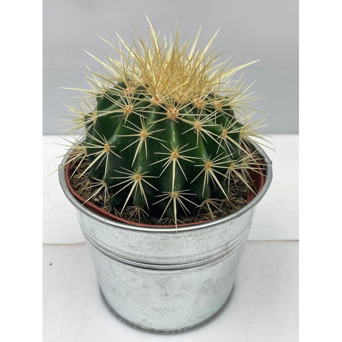 <h4>ECHINOC GRUSONII</h4>