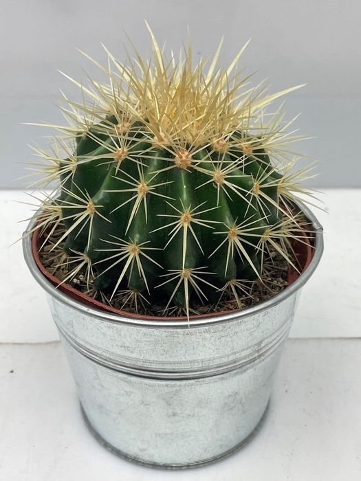 <h4>ECHINOC GRUSONII</h4>