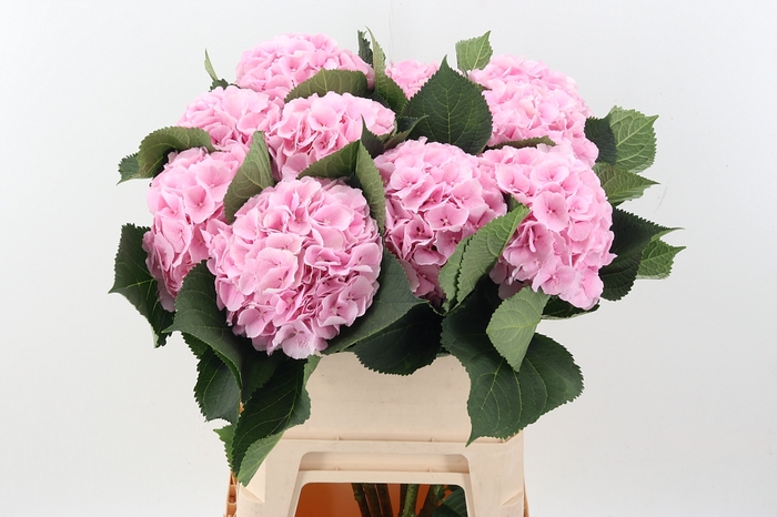 <h4>Hydr M Ch Verena</h4>