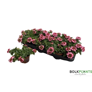 VERBE DRUMS RED SHAD