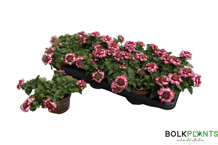 <h4>VERBE DRUMS RED SHAD</h4>