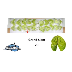 ANTH A GRAND SLAM