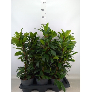 Ficus cyathistipula 'Compacta'