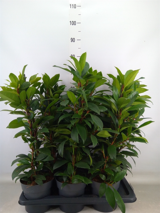 <h4>Ficus cyathistipula 'Compacta'</h4>