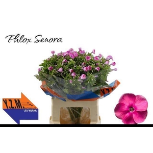 PHLOX P SENORA