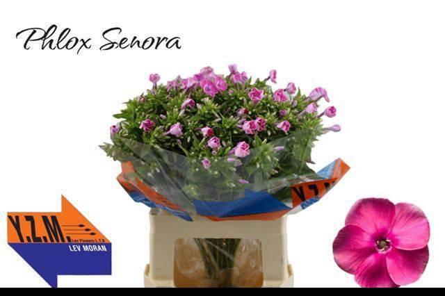 <h4>PHLOX P SENORA</h4>