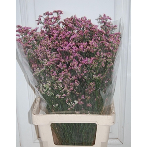 LIMONIUM SIN ANOUCHKA DIAMOND LIM S