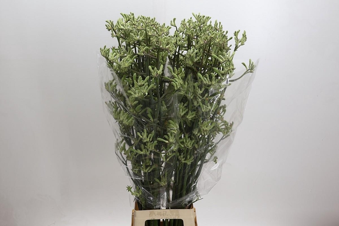 <h4>Anigozanthos Green</h4>