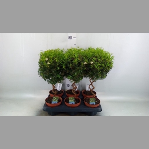Myrtus communis