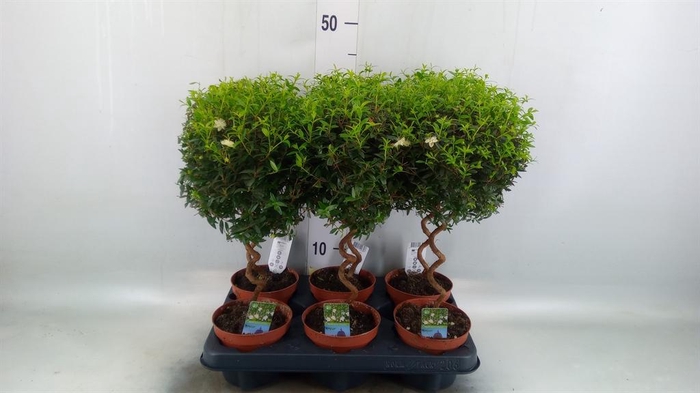 <h4>Myrtus communis</h4>