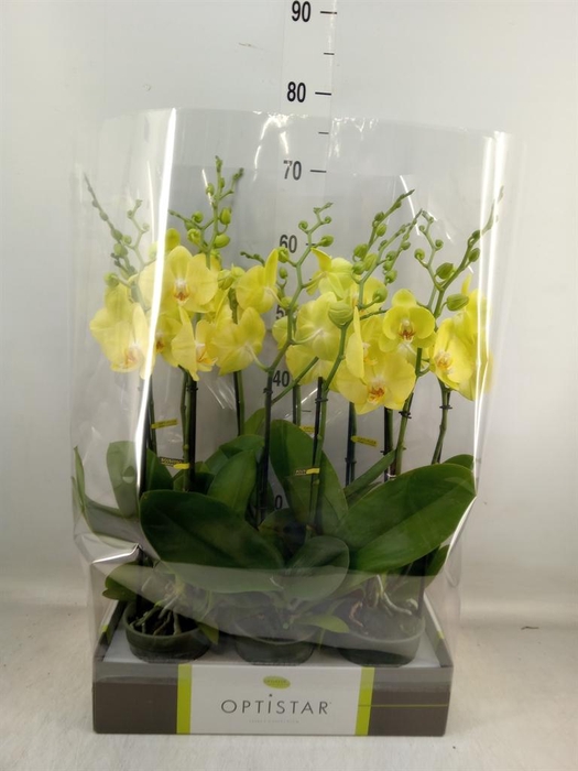 <h4>Phalaenopsis 'Ant Ferrara'</h4>