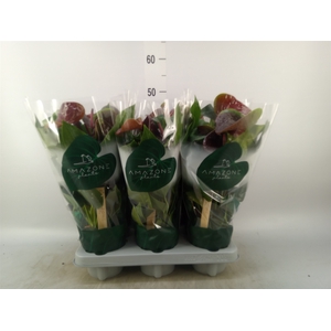 Anthurium andr. 'Essencia'