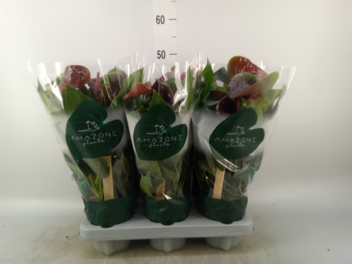 <h4>Anthurium andr. 'Essencia'</h4>