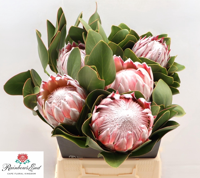 <h4>PROTEA CYNAROIDES</h4>