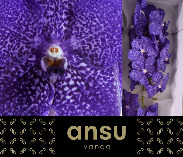 <h4>Vanda  'Sunanda Blueberry Smoothie'</h4>
