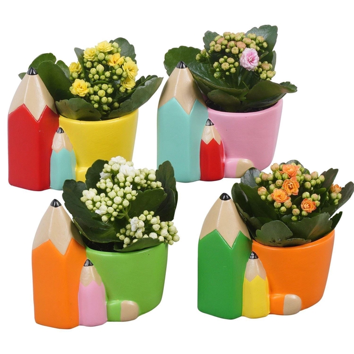<h4>Arr. Planten L%</h4>