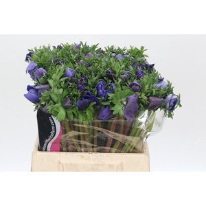 Anemone Mistral Plus Blue