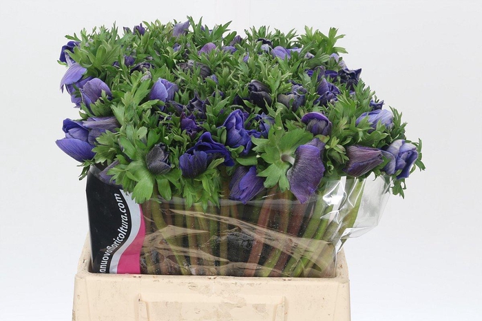 <h4>Anemone Mistral Plus Blue</h4>