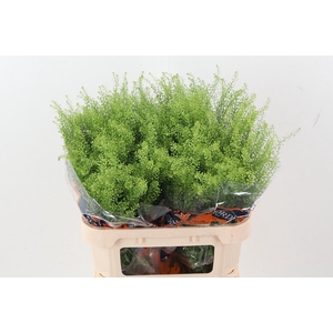 Lep Ru Green Bell