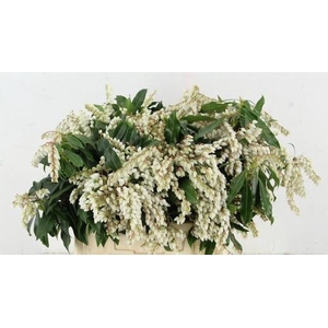 PIERIS WHITE BLOEIEND PER BUNCH