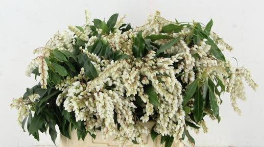 <h4>PIERIS WHITE BLOEIEND PER BUNCH</h4>