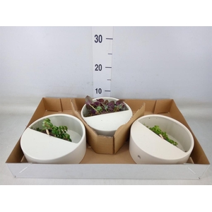 Arr.   Kamerplant Groen L%