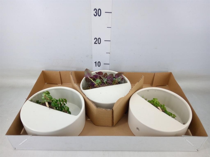 <h4>Arr.   Kamerplant Groen L%</h4>