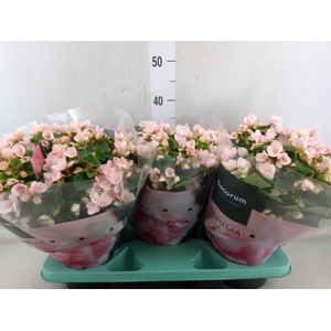 Begonia elat. EN 'Betulia Light'