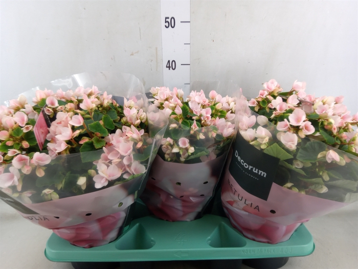 <h4>Begonia elat. EN 'Betulia Light'</h4>