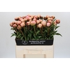 Paeonia Albert Crousse