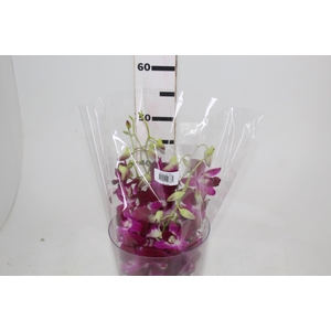 DENPHALAEN MACO MINIMO 30 FLORES