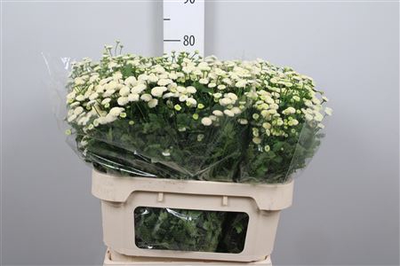 <h4>Tana Pa Compact Snow</h4>