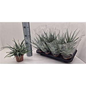 Aloe Arborescens