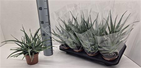 <h4>Aloe Arborescens</h4>