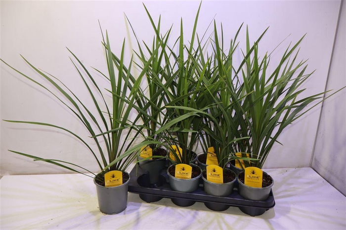 <h4>Cord In Peko</h4>