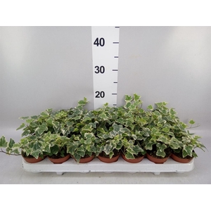 Hedera helix 'White Wonder'