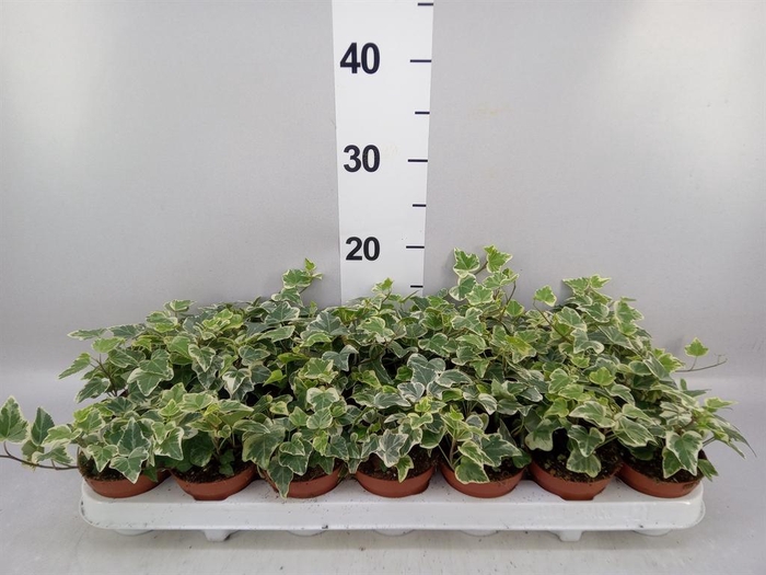 <h4>Hedera helix 'White Wonder'</h4>