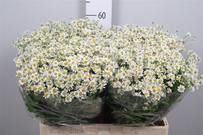 <h4>Tana Pa Cameron</h4>