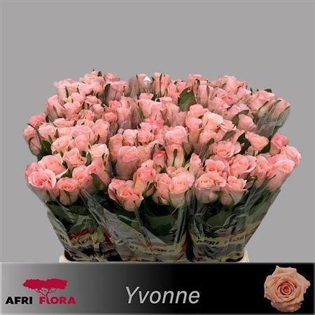 <h4>R Gr Yvonne!</h4>