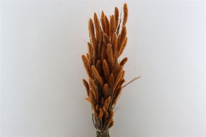 Dried Setaria X5 Frosted Salmon Bunch