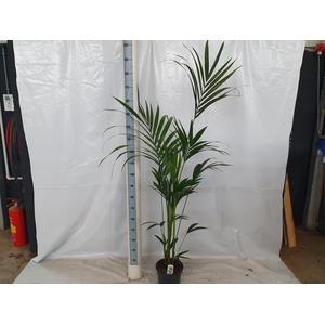HOWEA FORSTERIANA