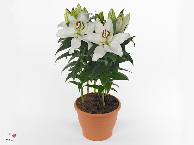 Lilium Or Souvenir