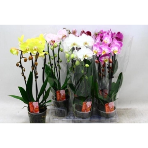 PHAL EL CASCADE