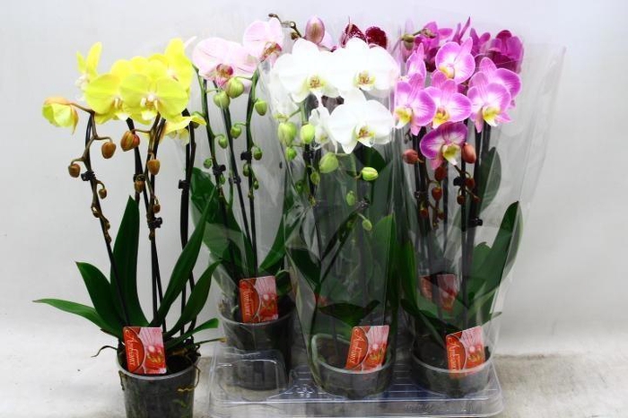<h4>PHAL EL CASCADE</h4>